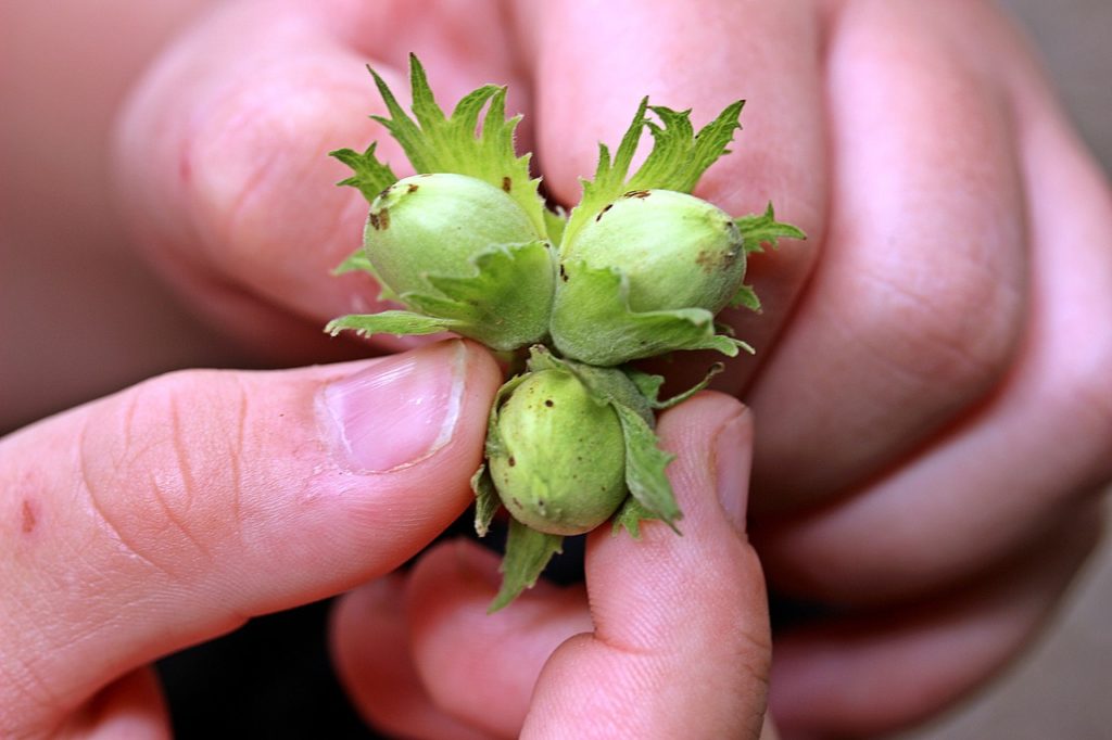 nuts-1606254_1280